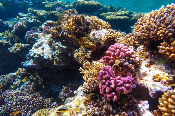 Vörös-tenger víz alatti korallzátony — Stock Fotó