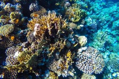 Red Sea sualtı mercan