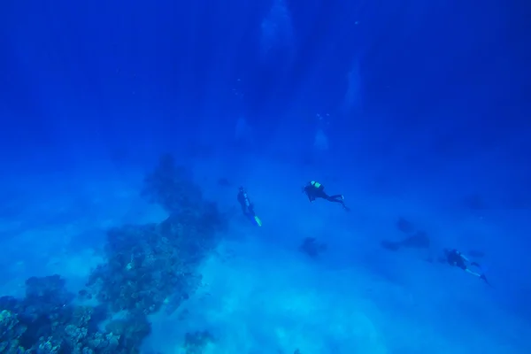 Podmořské korálové útesy Rudého moře — Stock fotografie