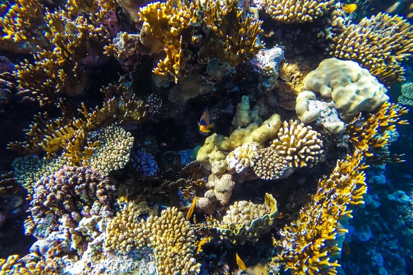 Red sea underwater coral reef — Stock Photo, Image