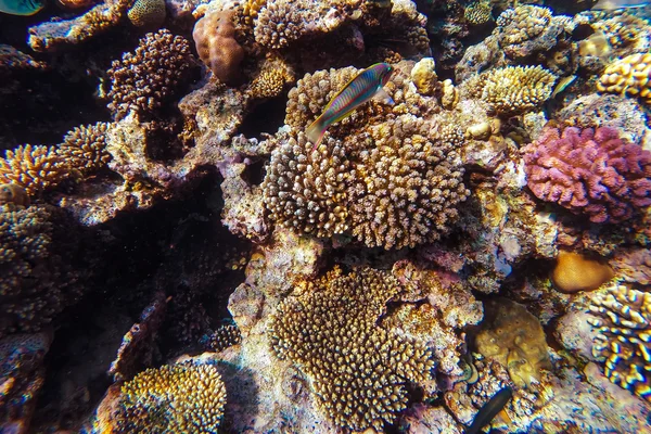Mar vermelho recife de coral subaquático — Fotografia de Stock