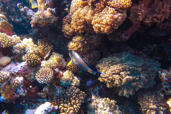 Red sea underwater coral reef — Stock Photo, Image