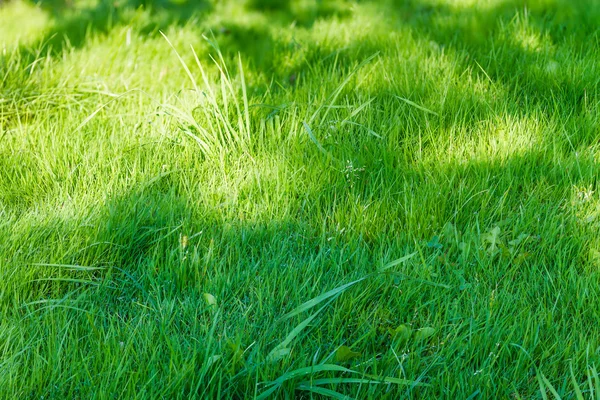 Весенний зеленый грасс — стоковое фото