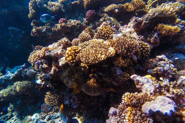 Red Sea sualtı mercan