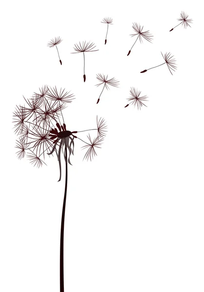 Dandelions — Stock Vector