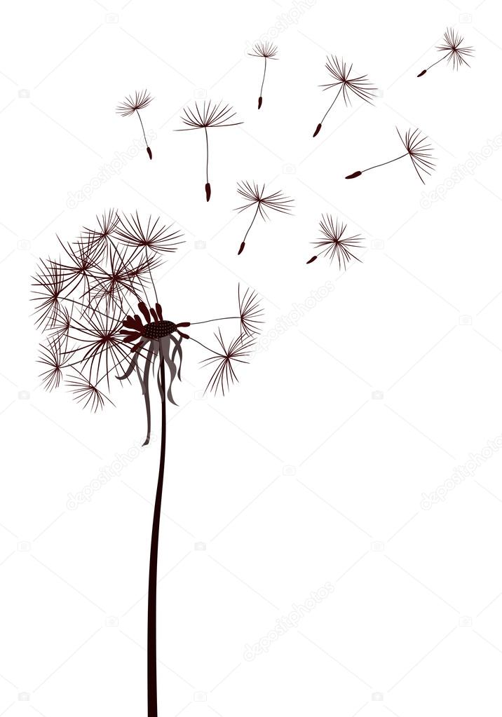 dandelions