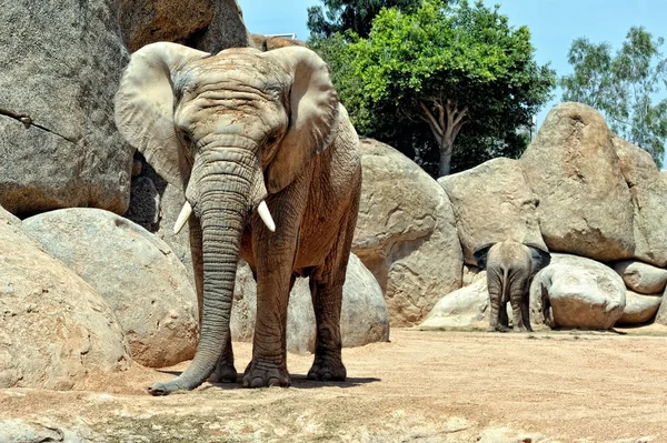 ช้างแอฟริกันในสภาพแวดล้อมธรรมชาติ . — ภาพถ่ายสต็อก