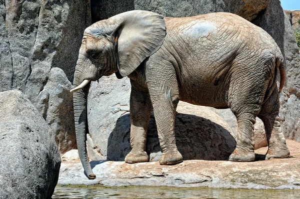 Słoń afrykański w środowisku naturalnym. — Zdjęcie stockowe