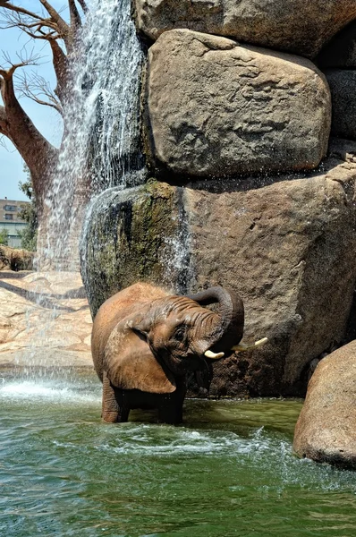 Slon africký v přirozeném prostředí, stojící pod vodou — Stock fotografie