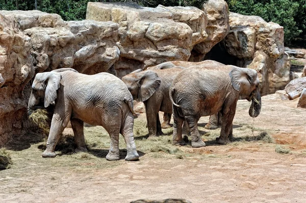 African elephant family in natural environment standing under — Stock Photo, Image