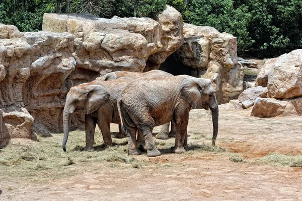 Casal de elefantes africanos em ambiente natural . — Fotografia de Stock