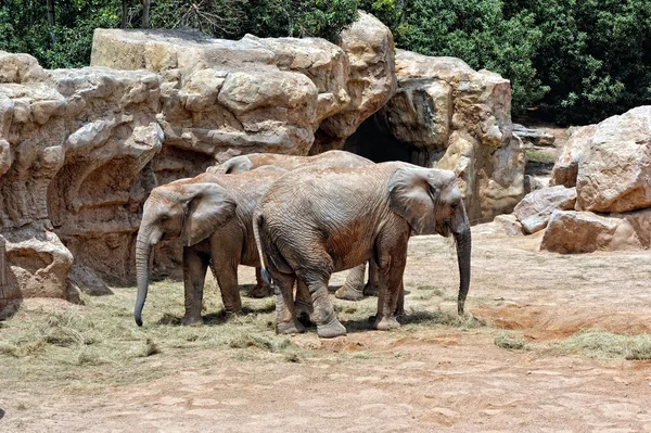 African elephant's couple in natural environment. — Stock Photo, Image