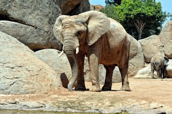 Elefante africano no ambiente natural . — Fotografia de Stock