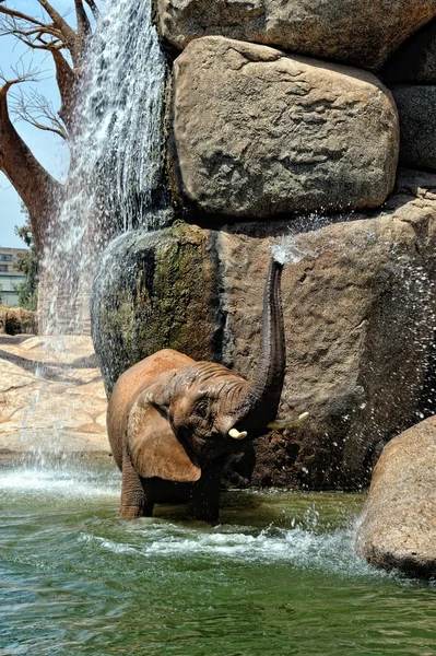 Afrikanischer Elefant in natürlicher Umgebung steht unter Wasser — Stockfoto