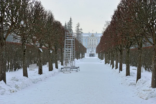 Winter alley and Catherine palace  in the Pushkin. — Stock Photo, Image