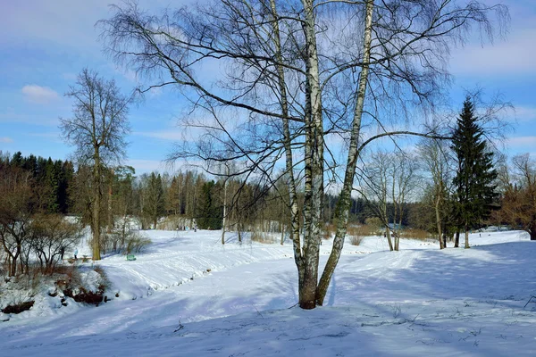 Sonnige Winterlandschaft im Pavlovsk-Garten. — Stockfoto