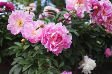 Büyük Bush peonies bahçede çiçek büyüyen
