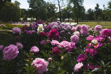Büyük Bush peonies bahçede çiçek büyüyen