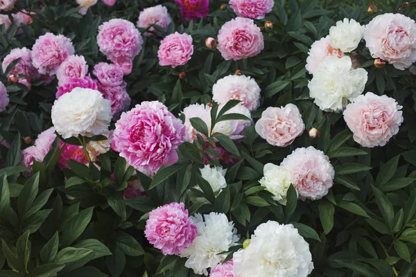 Stor buske av pioner i trädgården, växande blommor — Stockfoto