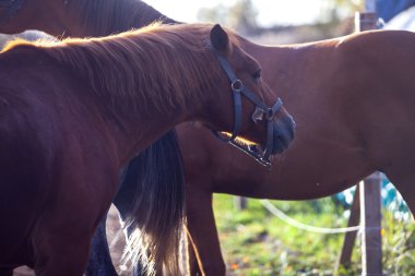 doğa, alanında günbatımı kırmızı ata