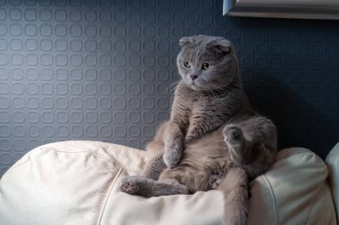 Şirin ve komik gri kedi. İngiliz sarkık kulaklı evcil hayvan