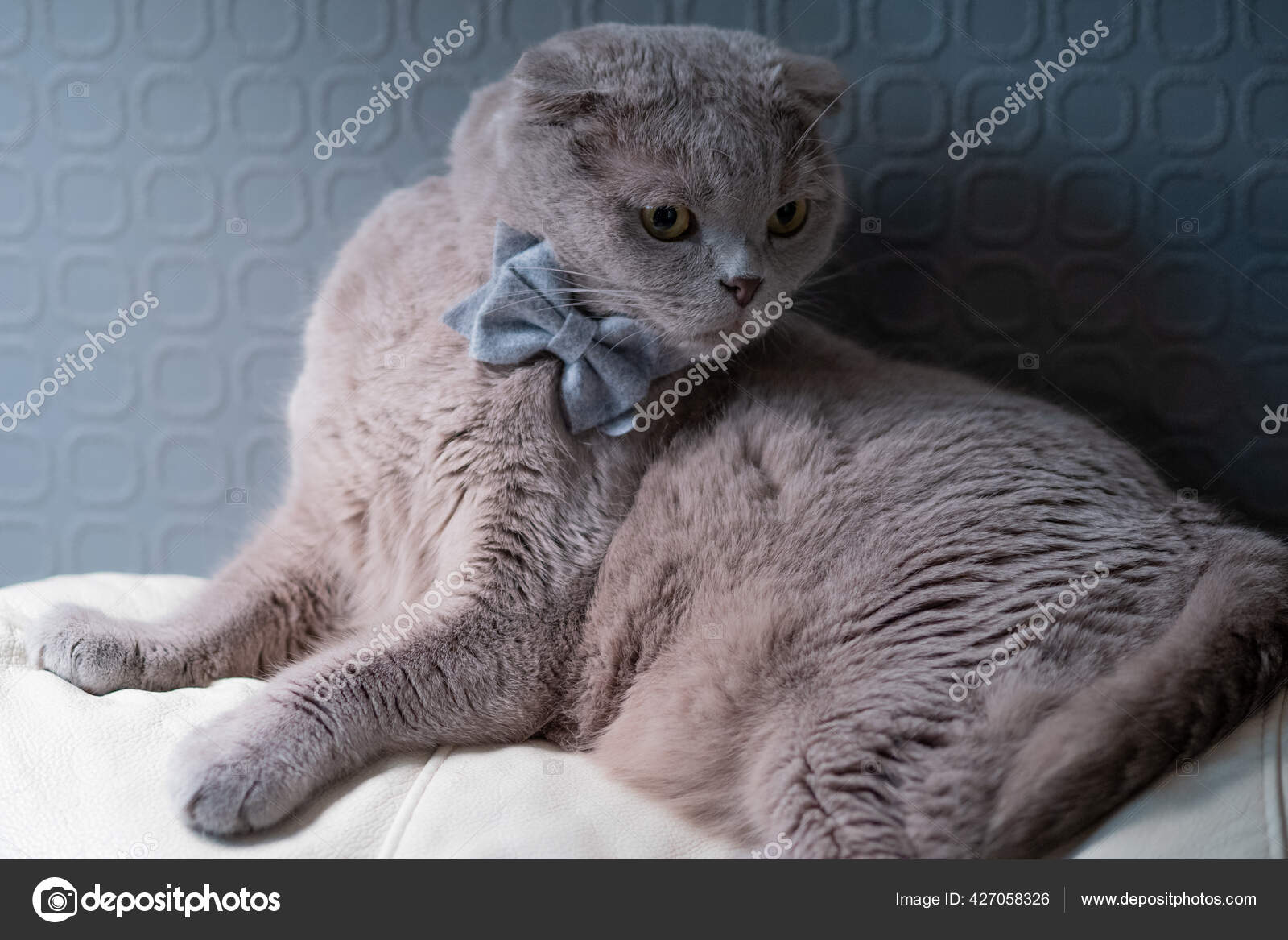 Chat Gris Mignon Et Drole Dans Un Noeud Papillon Animal De Compagnie Britannique A Oreilles Nouees Image Libre De Droit Par Kriscole C Chat Gris Mignon Et Drole Dans Un Noeud Papillon Animal De Compagnie Britannique A Oreilles Nouees Image Libre De Droit Par Kriscole C
