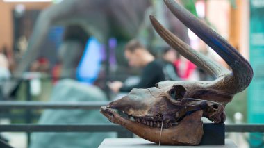 SAINT PETERSBURG, RUSSIA - 8 Ekim 2019: sergide Boğa Kafatası