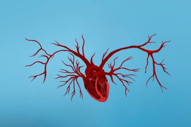 Sanatsal tarz, gerçekçi boyanmış kalp ve damarlar.