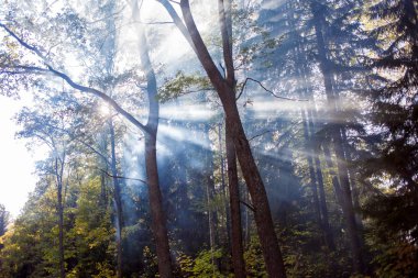 Sisli orman içinde güneşin ışınları