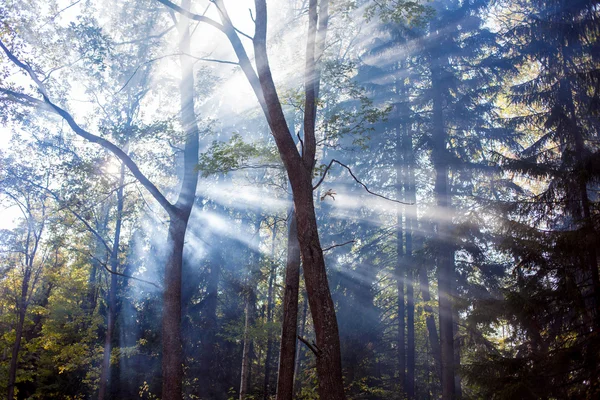 Rays of the sun in  misty forest — Stock Photo, Image