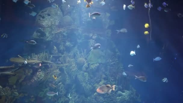 Acuario con peces tropicales — Vídeo de stock