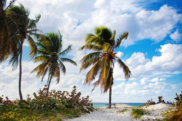 Cocos en la playa — Foto de Stock