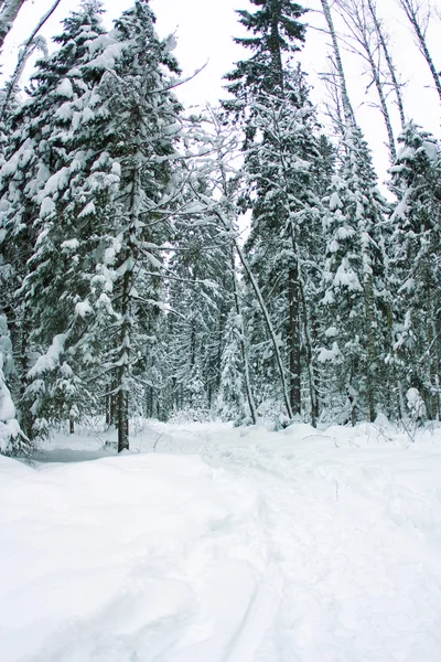 Hermoso paisaje de invierno, bosque de abeto cubierto de nieve —  Fotos de Stock