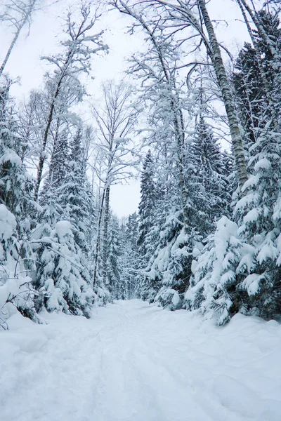 Bellissimo paesaggio invernale, foresta di abeti rossi innevati — Foto Stock