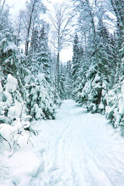 Vackra vinter landskap, snötäckta Granskog — Stockfoto