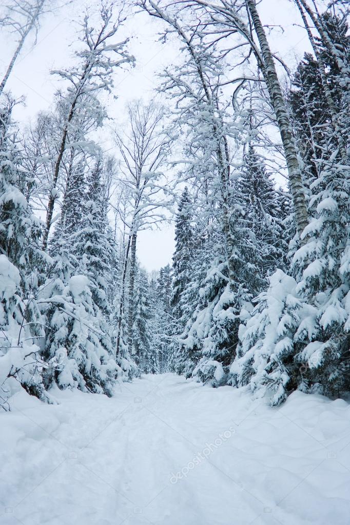 beautiful winter scenery, snow-covered spruce forest