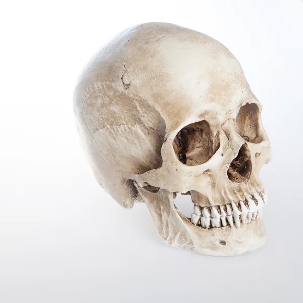 Cráneo humano sobre fondo blanco aislado, al lado — Foto de Stock
