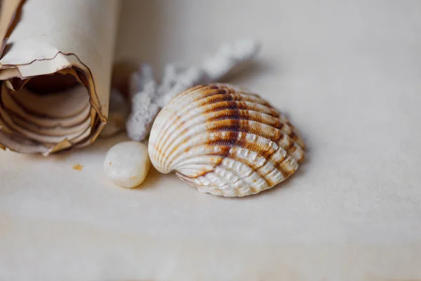 Old scroll of parchment with sea pebbles and seashells, nautical theme, place for text — Stock Photo, Image