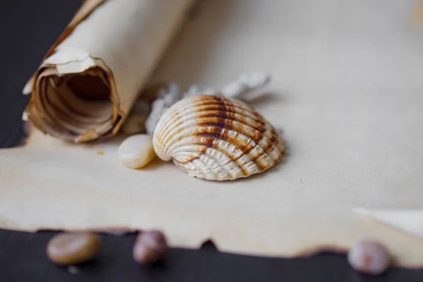 Old scroll of parchment with sea pebbles and seashells, nautical theme, place for text — Stock Photo, Image