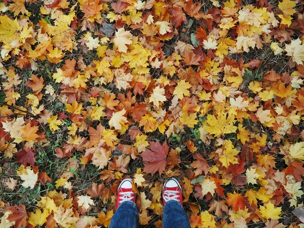 Feet in red sneakers on the background of autumn leaves, top view, informal style — Stock Photo, Image
