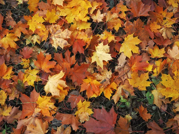 Autunno sfondo con foglie d'acero — Foto Stock