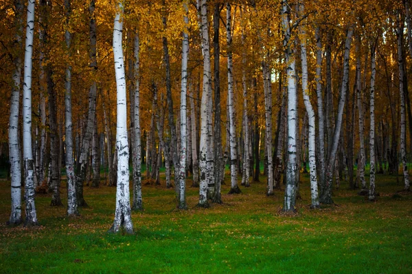 Paisaje otoñal, denso bosque de abedul, fondo natural — Foto de Stock