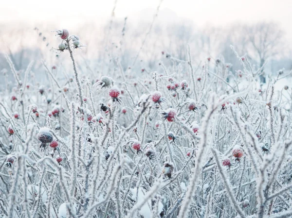 Vinter bakgrund. spikelets täckt med frost — Stockfoto