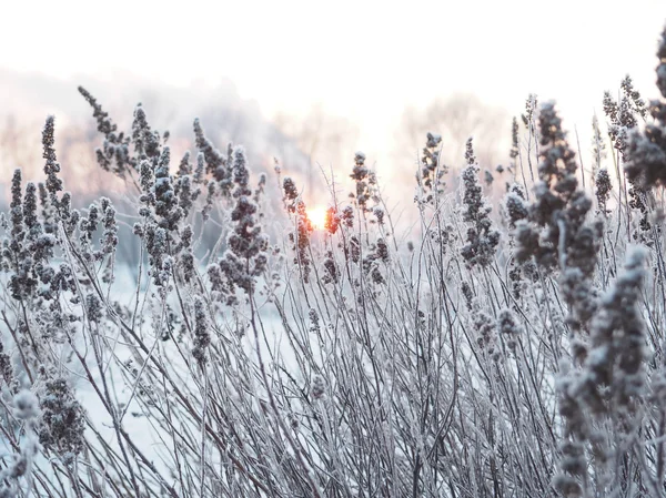 Vinter bakgrund. spikelets täckt med frost — Stockfoto