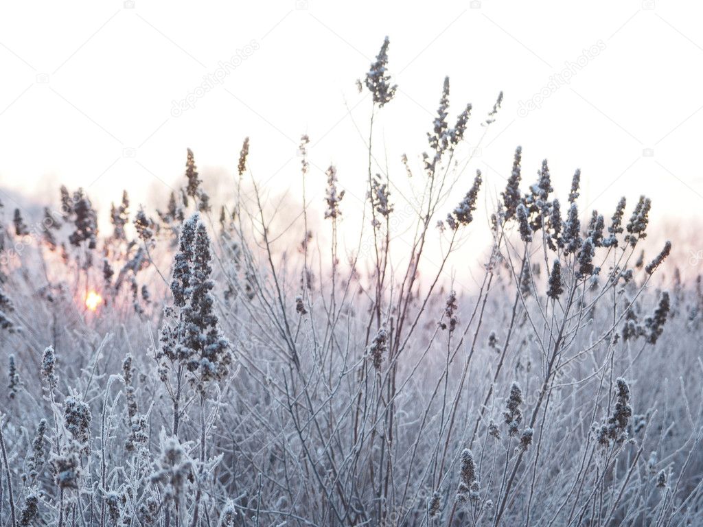 winter background. spikelets covered with frost