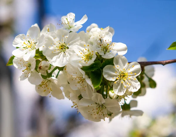 Zweig Der Blühenden Kirsche Obstbaumblüte Frühling Schönes Foto Mit Frühlingsstimmung — Stockfoto