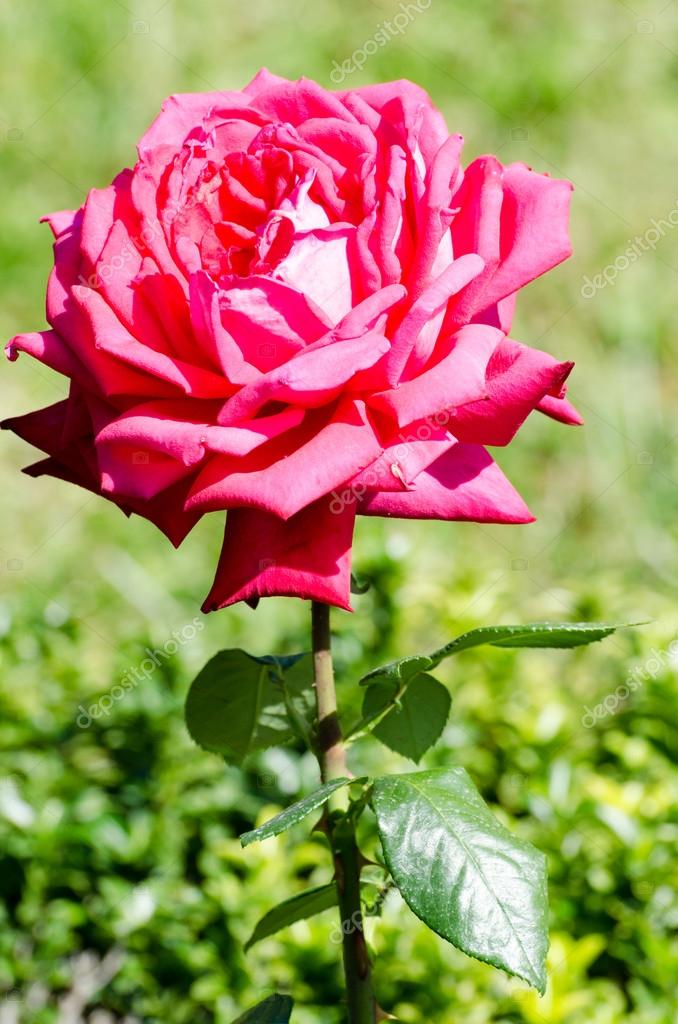 Rosa. Nikita Botanical Garden. Crimea, Yalta. — Stock Photo © oknebulog 70190991