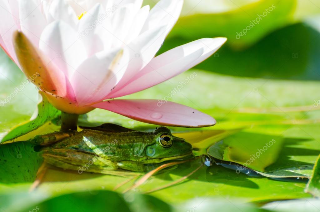 Frog under flower water lily