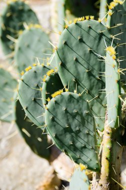 kaktüs opuntia