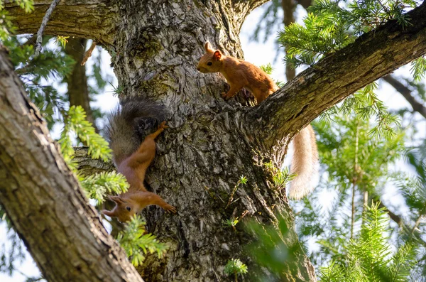 A couple frolicking squirrels on the trunk of  spruce. — Stock Photo, Image